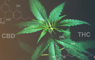 So how much THC and CBD is in medical marijuana?